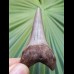 5.6 cm nice tooth of Cosmopolitodus hastalis