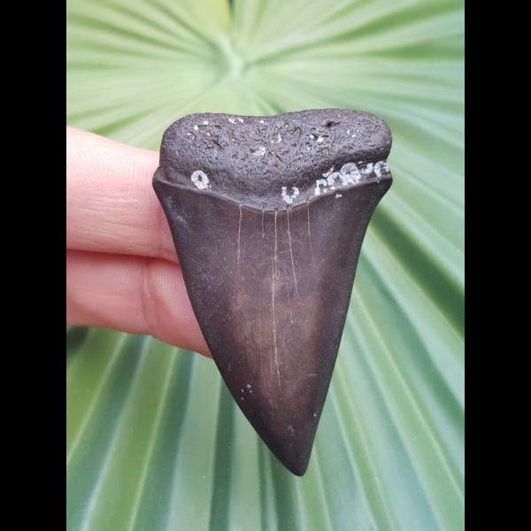 5.3 cm gray tooth of Mako - shark from USA
