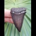 5.3 cm gray tooth of Mako - shark from USA