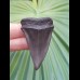 5,3 cm grauer Zahn des Mako - Hai aus den USA