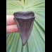5.3 cm gray tooth of Mako - shark from USA