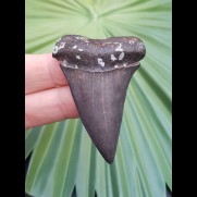 5.5 cm tooth of the Mako - shark from the USA