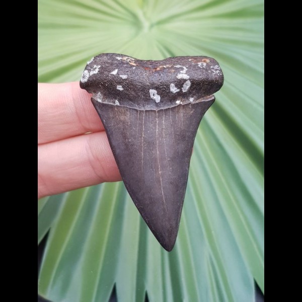 5.5 cm tooth of the Mako - shark from the USA