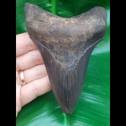 11,4 cm dolchförmiger Zahn des Megalodon