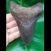 11,4 cm dolchförmiger Zahn des Megalodon