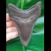 11,4 cm dolchförmiger Zahn des Megalodon