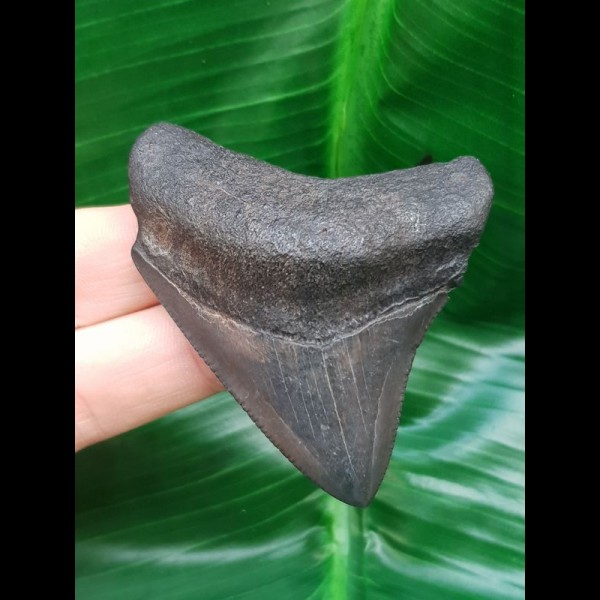 6,0 cm posteriorer Zahn des Megalodon