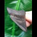 6,0 cm posteriorer Zahn des Megalodon