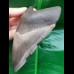 12,5 cm large tooth of Megalodon