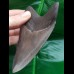 12,5 cm large tooth of Megalodon