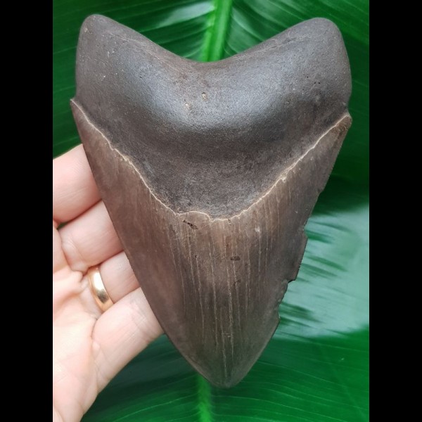 12,5 cm großer Zahn des Megalodon