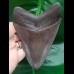 12,5 cm large tooth of Megalodon