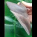 12,5 cm large tooth of Megalodon