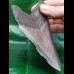 12,5 cm large tooth of Megalodon