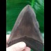 12,5 cm large tooth of Megalodon