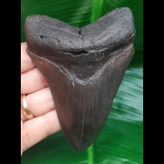 10,7 cm big dark tooth of Megalodon