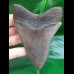 10,7 cm großer dunkler Zahn des Megalodon