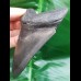 10,7 cm großer dunkler Zahn des Megalodon