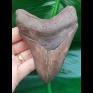 11,0 cm large tooth of Megalodon 