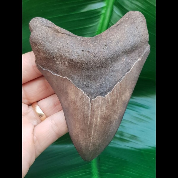 11,0 cm großer Zahn des Megalodon 