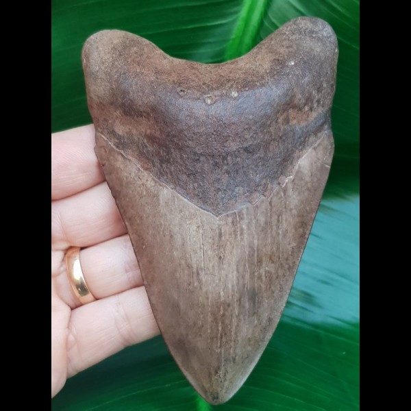 12,0 cm braun - grauer Zahn des Megalodon