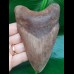 12,0 cm braun - grauer Zahn des Megalodon