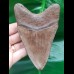 12,0 cm braun - grauer Zahn des Megalodon