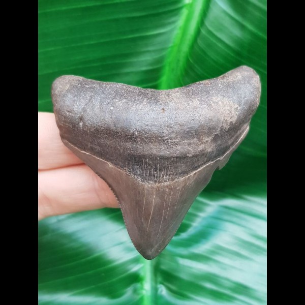 6,5 cm posteriorer Zahn des Megalodon