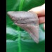 6,5 cm posteriorer Zahn des Megalodon