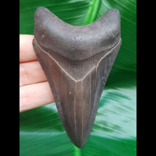 9,5 cm grauer dolchförmiger Zahn des Megalodon