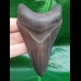 9,5 cm grauer dolchförmiger Zahn des Megalodon