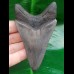 9,5 cm grauer dolchförmiger Zahn des Megalodon