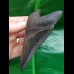9.5 cm gray dagger-shaped tooth of Megalodon