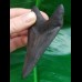 9,5 cm grauer dolchförmiger Zahn des Megalodon