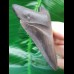 9.5 cm gray dagger-shaped tooth of Megalodon