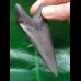 9.5 cm gray dagger-shaped tooth of Megalodon