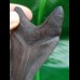 9.5 cm gray dagger-shaped tooth of Megalodon