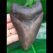 11,8 cm dark tooth of Megalodon from USA
