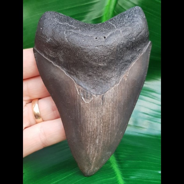 11,8 cm dunkler Zahn des Megalodon aus den USA