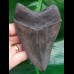 11,8 cm dunkler Zahn des Megalodon aus den USA