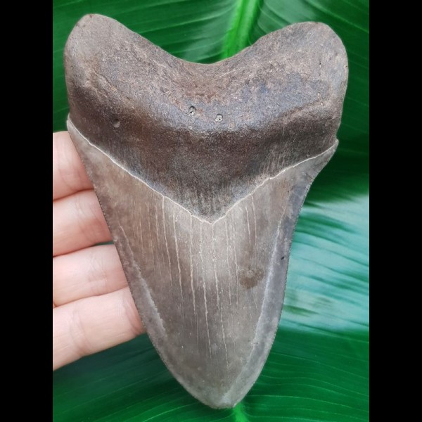 12,0 cm hellgrauer Zahn des Megalodon