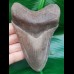 12,0 cm hellgrauer Zahn des Megalodon