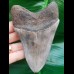 12,0 cm hellgrauer Zahn des Megalodon