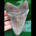 12.0 cm light gray tooth of Megalodon