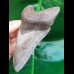 12.0 cm light gray tooth of Megalodon