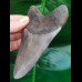 12.0 cm light gray tooth of Megalodon