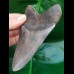 12,0 cm hellgrauer Zahn des Megalodon