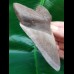 12.0 cm light gray tooth of Megalodon