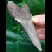 12.0 cm light gray tooth of Megalodon