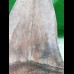 12,0 cm hellgrauer Zahn des Megalodon